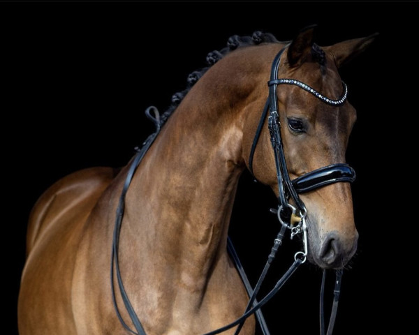 horse Just A Miracle (KWPN (Royal Dutch Sporthorse), 2014, from Everdale)