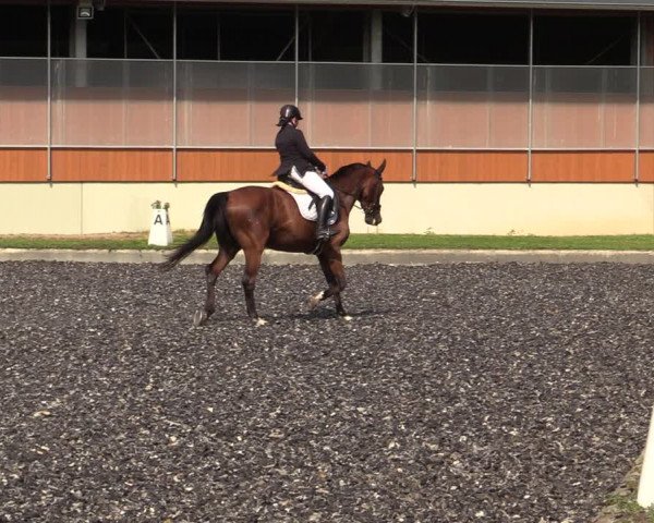Reitturnier Gerasdorf bei Wien 2023
