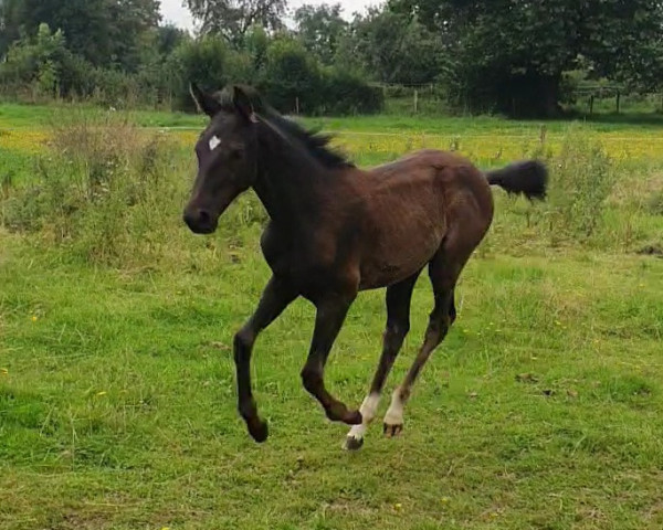 Pferd Stute von Depeche Mode / Rubinero (Rheinländer, 2023, von Depeche Mode)