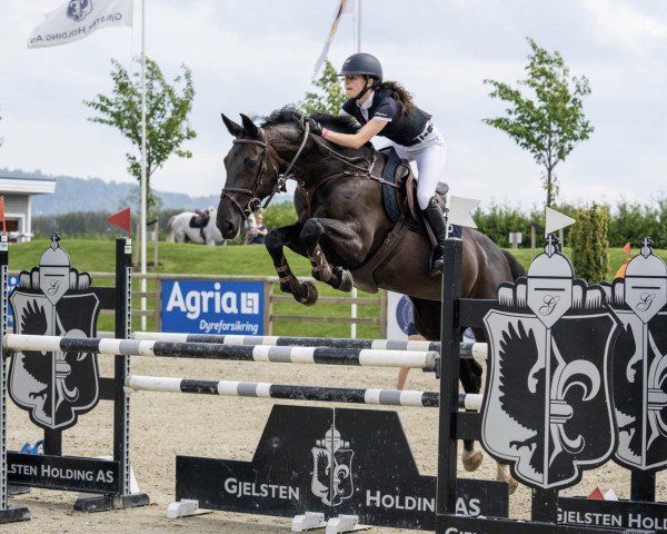 jumper Gredstedgårds Diadem (Danish Warmblood, 2010, from Diarado) jumper Gredstedgårds Diadem (Danish Warmblood, 2010, from Diarado)