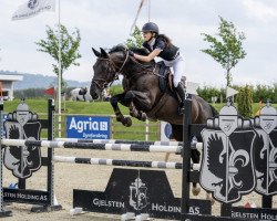 jumper Gredstedgårds Diadem (Danish Warmblood, 2010, from Diarado)
