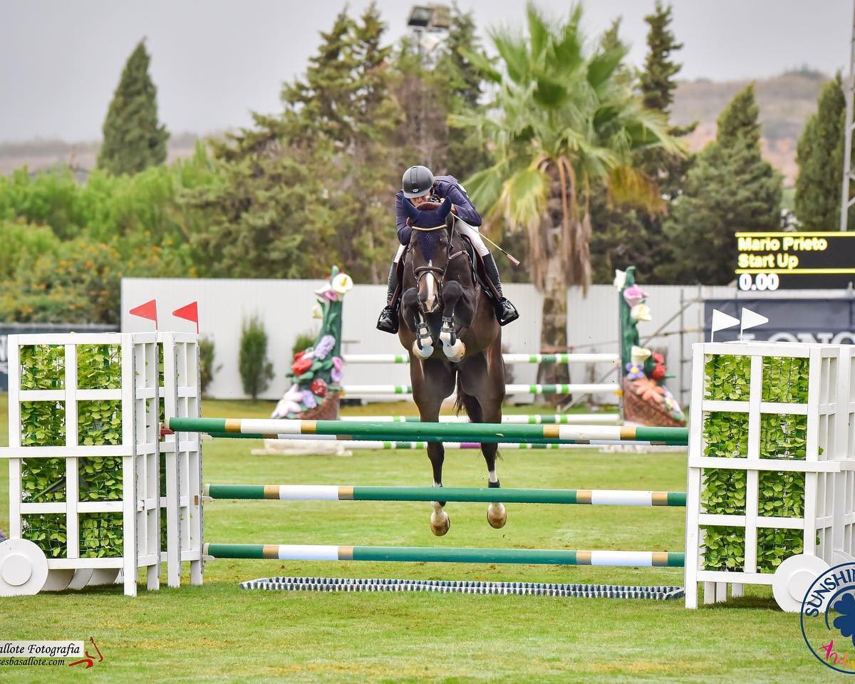 Springpferd Start Up (Hannoveraner, 2016, von Stakkato Gold)