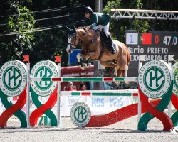 jumper Bexx Bariole (Westphalian, 2012, from Balou du Rouet)