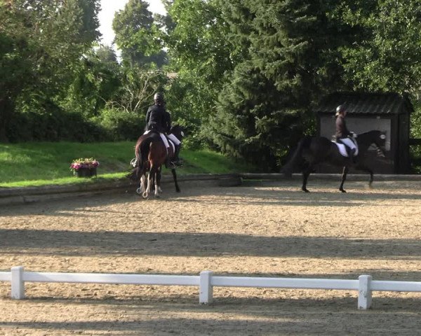Reitturnier Datteln 2023