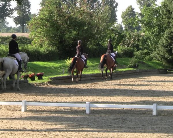 Reitturnier Datteln 2023