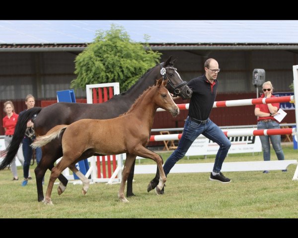 horse Never Change'S (German Riding Pony, 2023, from Neverland WE)