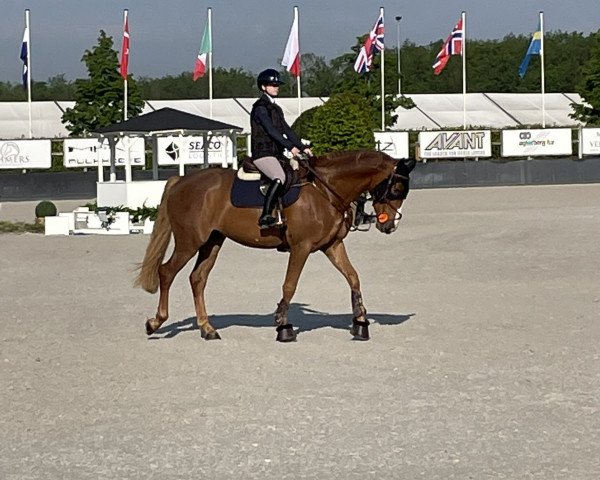 Springpferd Narayan (Zangersheide Reitpferd, 2019, von Nixon van 't Meulenhof)