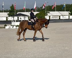 Cavallo da salto Narayan (Zangersheide Reitpferd, 2019, di Nixon van 't Meulenhof)