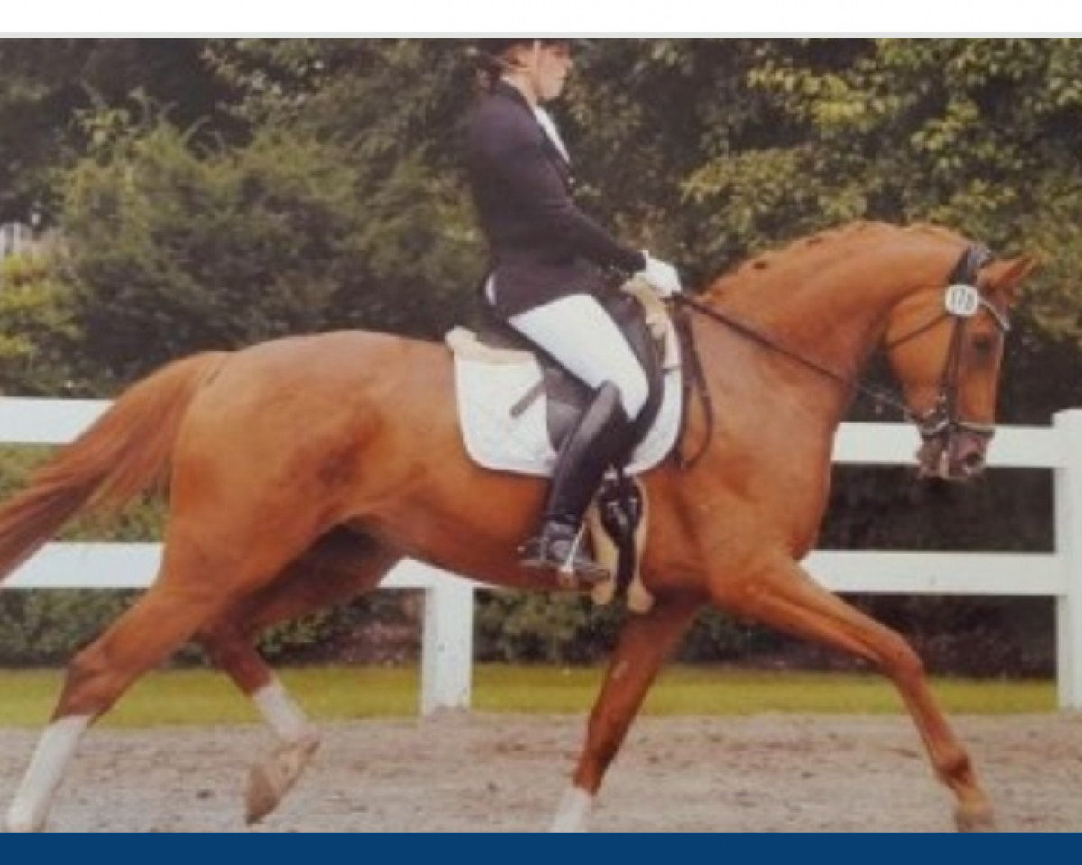 Pferd Bonitage (Westfale, 2004, von Belissimo NRW)