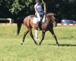 dressage horse Zarah 58 (German Sport Horse, 2016, from Birkhof's Zalando OLD)
