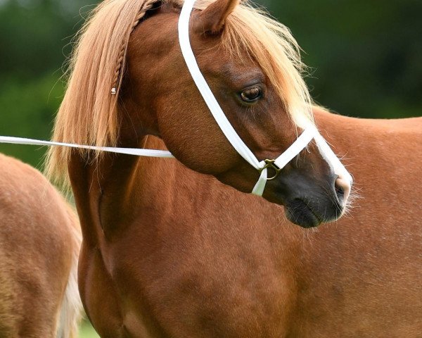 broodmare Betty (Welsh-Pony (Section B), 2017, from Best August)