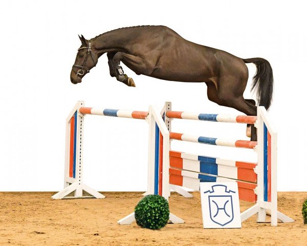 stallion Update 13 (Holsteiner, 2019, from UNITED WAY)