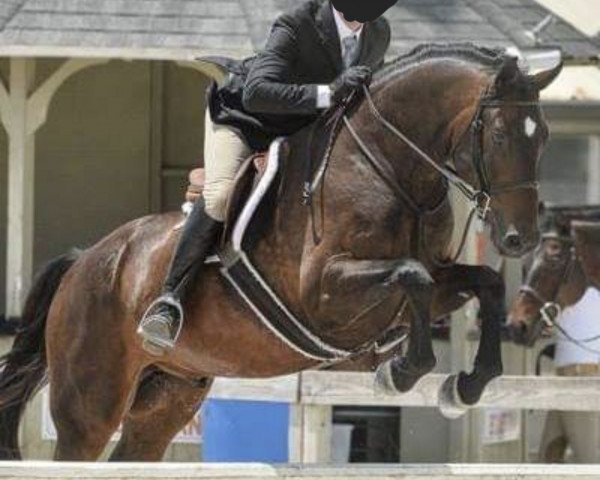 horse Shades of Grey 4 (Hanoverian, 2012, from Scolari)