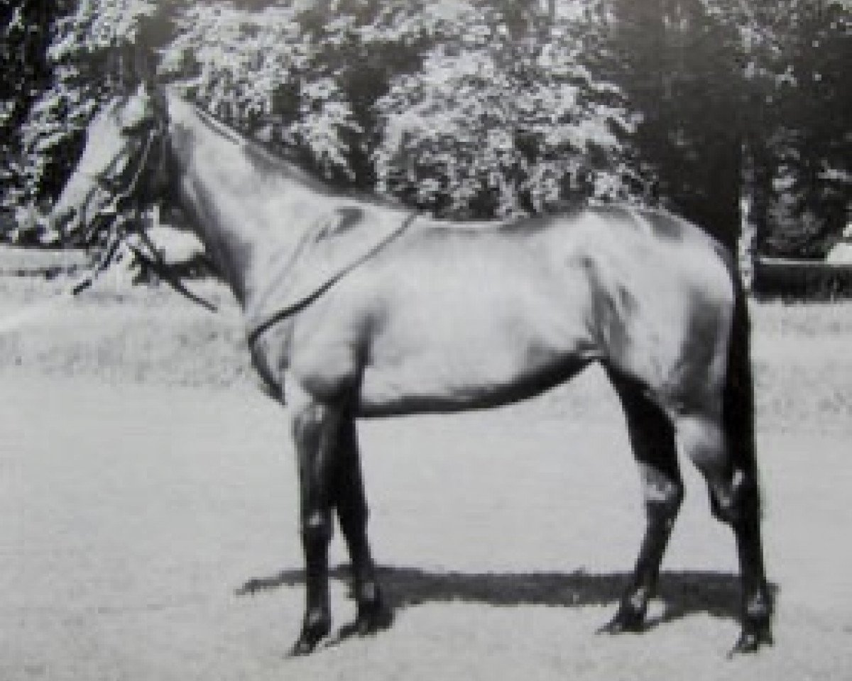 broodmare Flame of Tara xx (Thoroughbred, 1980, from Artaius xx)