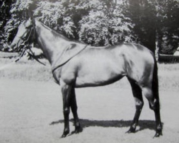 broodmare Flame of Tara xx (Thoroughbred, 1980, from Artaius xx)