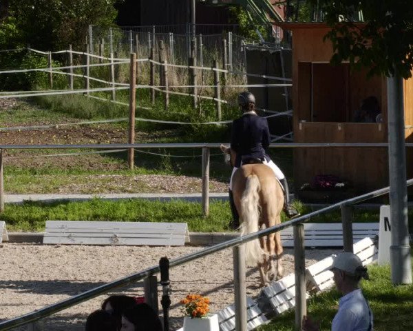 Reitturnier Köngen 2023