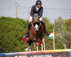 jumper Najac Vh Kluizebos (Belgian Warmblood, 2013, from Cooper van de Heffinck)