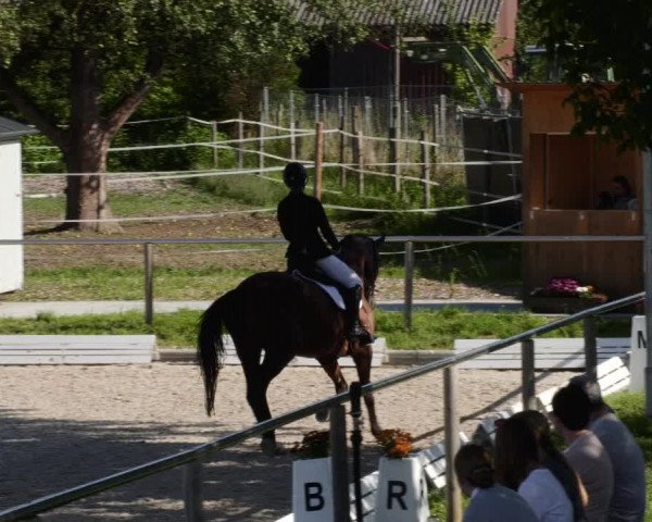 Reitturnier Köngen 2023