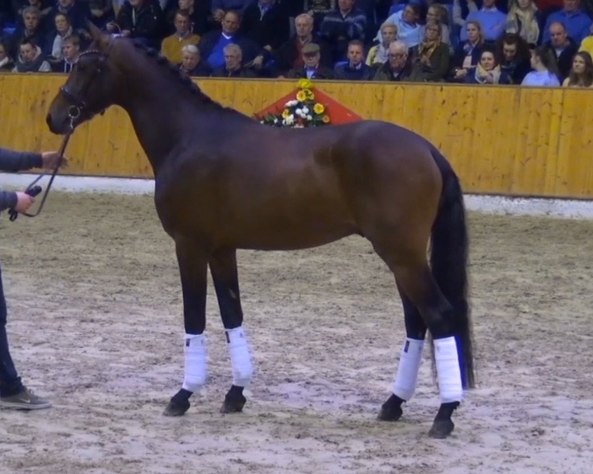 stallion Bond Street (KWPN (Royal Dutch Sporthorse), 2016, from Bordeaux 28)
