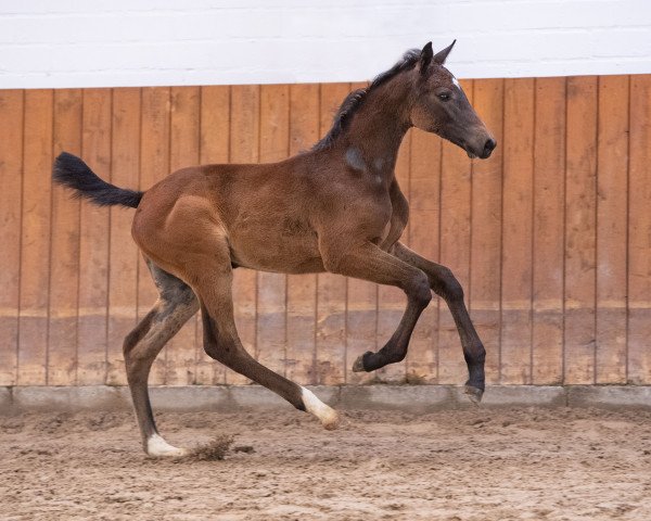 horse Rendezvous EH (Holsteiner, 2023, from Uriko)