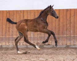 Pferd Rendezvous EH (Holsteiner, 2023, von Uriko)