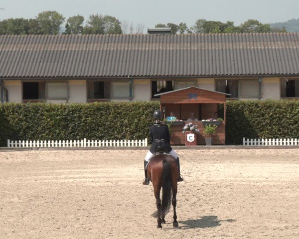 Reitturnier Gerasdorf bei Wien 2023