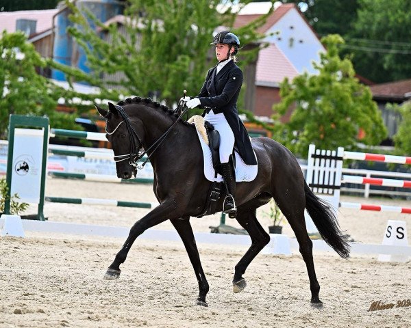 broodmare Grandiosa 87 (Oldenburg, 2013, from Zonik)