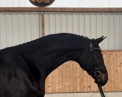 dressage horse Fiomicino K (Hanoverian, 2017, from Finest)