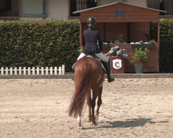 Reitturnier Gerasdorf bei Wien 2023