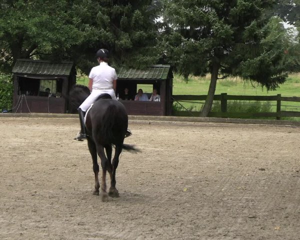 Reitturnier Datteln 2023