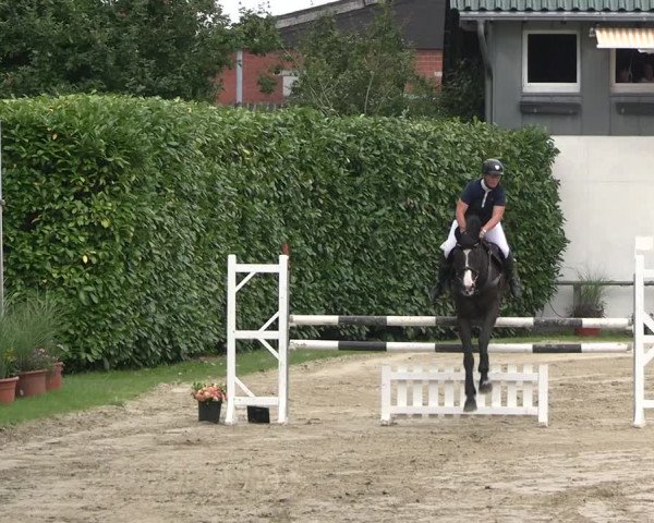 Reitturnier Datteln 2023