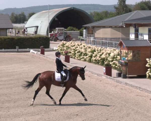 Reitturnier Gerasdorf bei Wien 2023