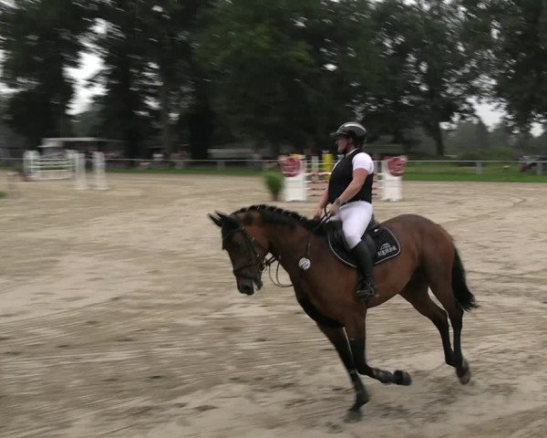 Reitturnier Datteln 2023