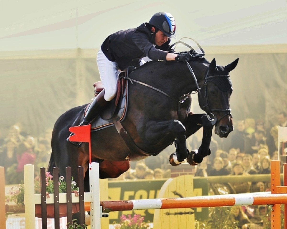 stallion Labrador de Brekka (Selle Français, 1999, from Olisco)