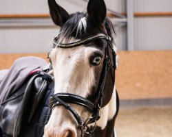 dressage horse Sjannie (Pony without race description, 2012)