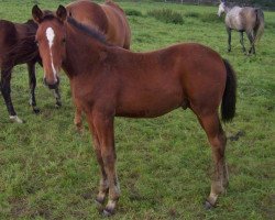 dressage horse Soliver (Hanoverian, 2007, from Stalypso)
