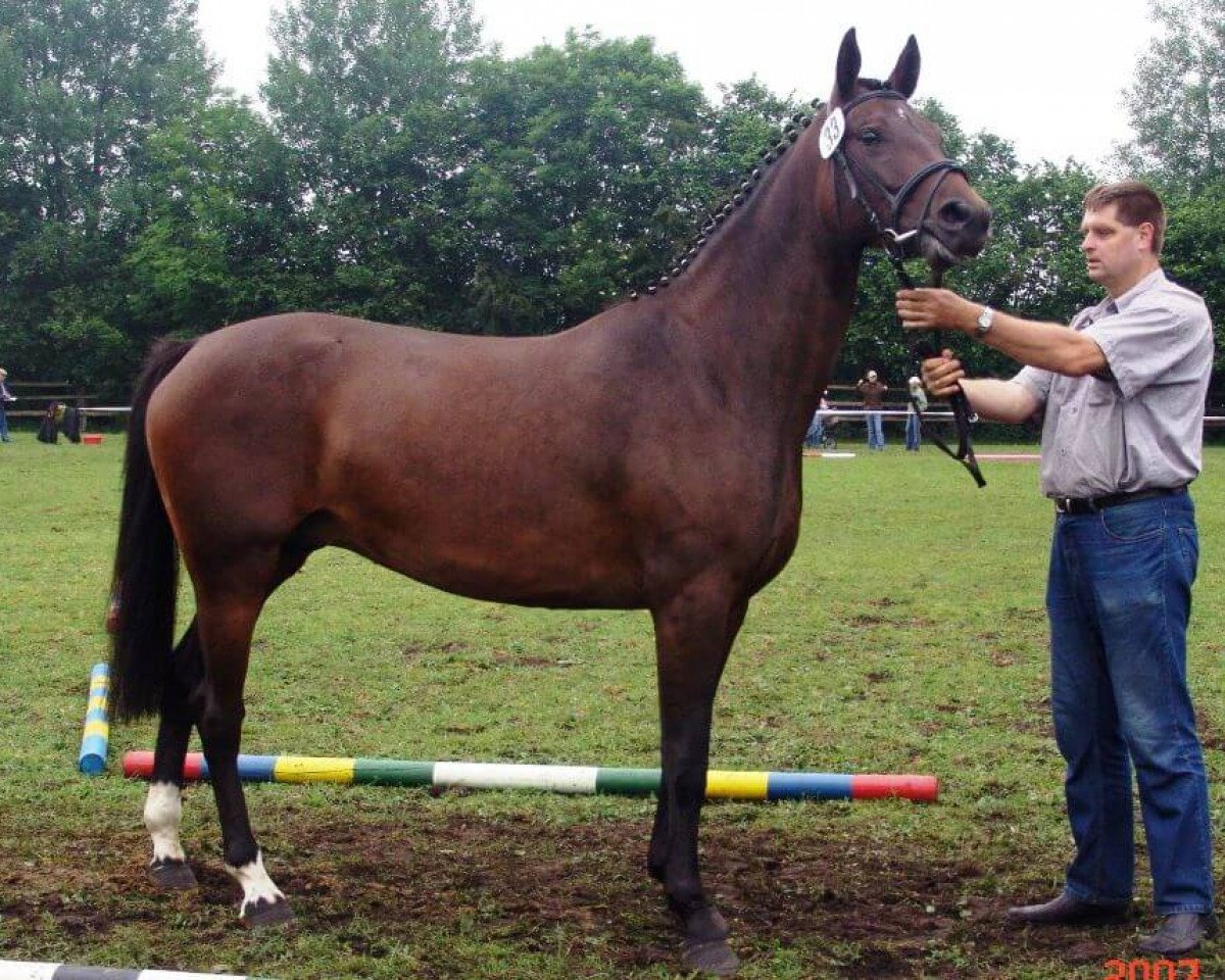 broodmare Anastasia (Hanoverian, 2003, from Aquilino)