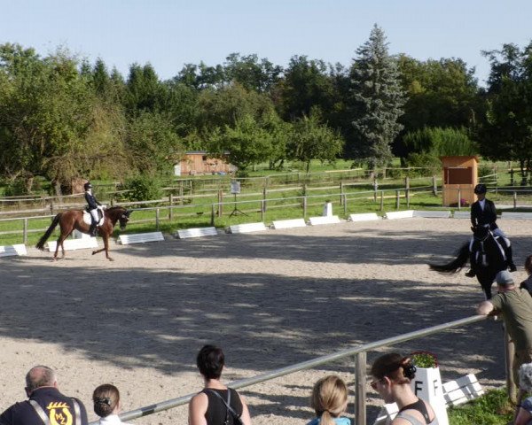Reitturnier Köngen 2023