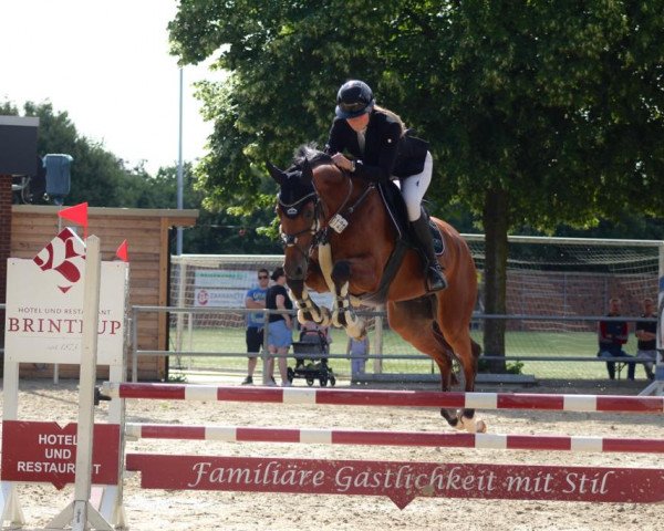 Springpferd Còn so khai Cash (Hannoveraner, 2017, von Chacoon Blue)