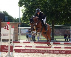 jumper Còn so khai Cash (Hanoverian, 2017, from Chacoon Blue)
