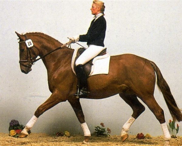 Pferd Ashok Nagar (Hannoveraner, 1989, von Argentinus)