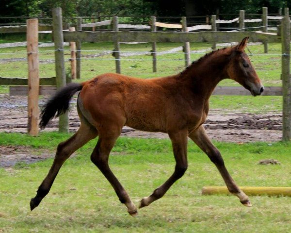 Springpferd Grey Diamond (Hannoveraner, 2012, von Grey Top)