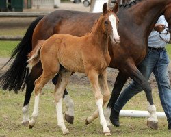 jumper Konya Rd (Hanoverian, 2018, from Kannan)