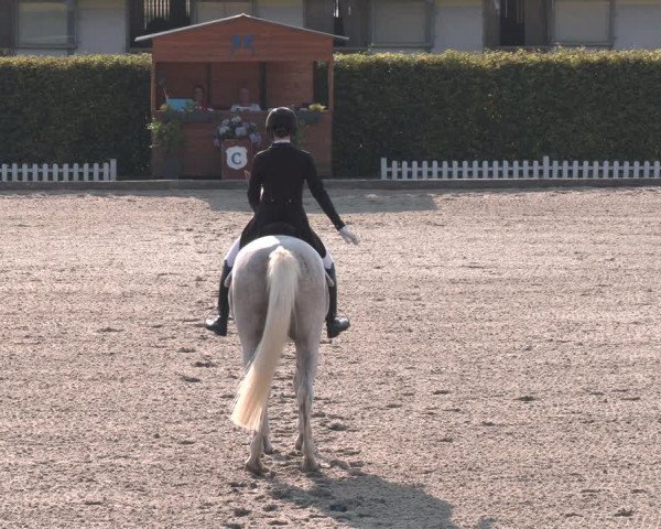 Reitturnier Gerasdorf bei Wien 2023