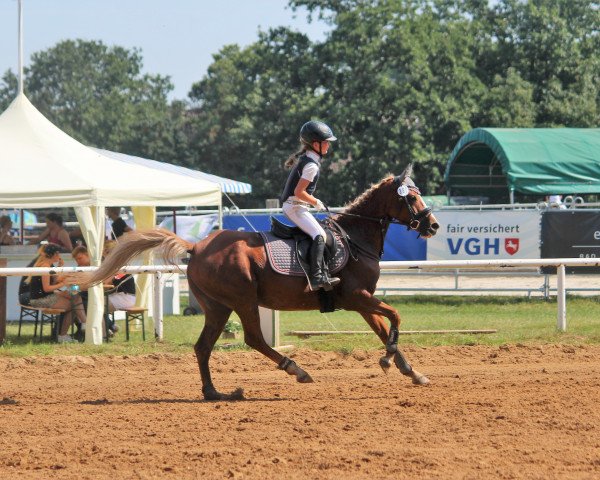 jumper Pünktchen Sg (German Riding Pony, 2014, from Pilatus)