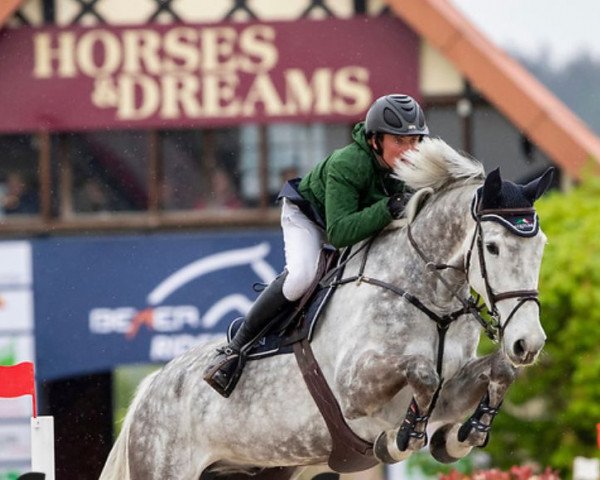 Springpferd Coulthard 17 (Holsteiner, 2012, von Colman)