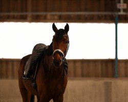 horse Holly di Floricello (German Sport Horse, 2019, from Marburg's Floricello OLD)