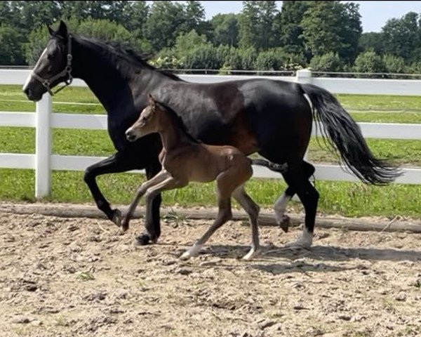 horse Easytale (Westphalian, 2022, from Escolar)