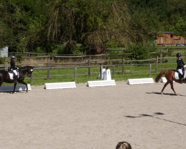 Reitturnier Köngen 2023