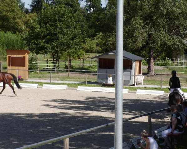 Reitturnier Köngen 2023